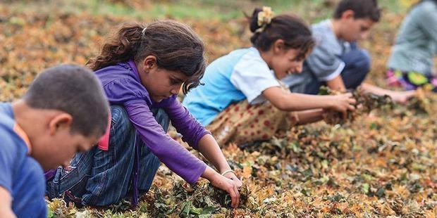 Türkiye'de çocuk işçi sayısı 2 milyona dayandı; her 10 çocuktan 8’i güvencesiz çalışıyor