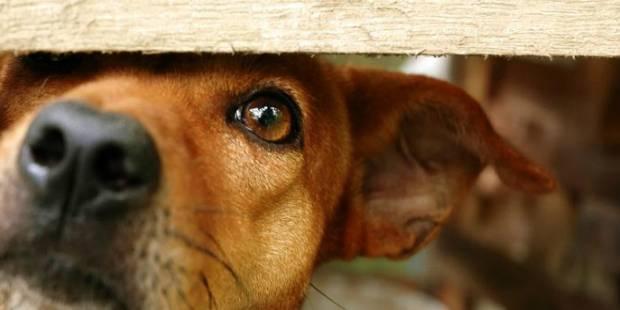 Erzincan Belediyesi’nden, ölü köpeklerin kent çöplüğüne atıldığını gösteren videolar hakkında açıklama: Bilgimiz dışında gerçekleşmiş