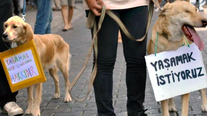 Köpeğini öldürmekle suçlanan kişiye 'kovuşturmaya yer yok' kararı