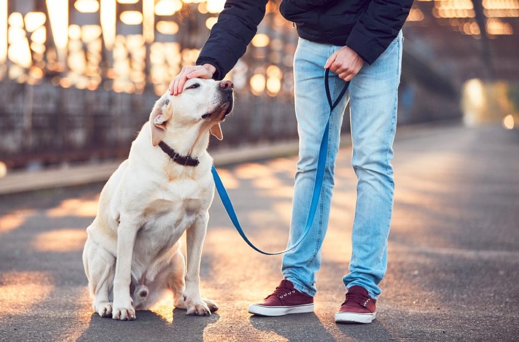 Tahran'da sokakta köpek gezdirmek yasaklandı