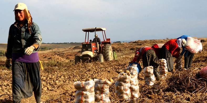 Tarımda üretici fiyatları yüzde 23,5 arttı