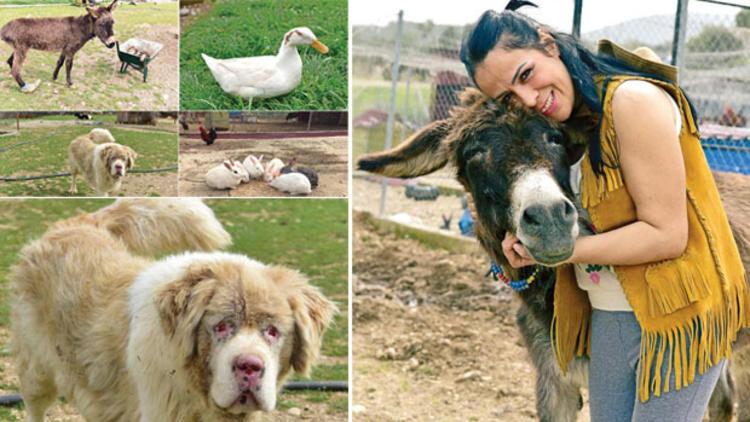 Türkiye'nin ilk ve tek 'kurtarılmış çiftlik hayvanları barınağı'