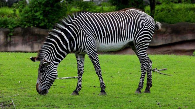 Ankara Müftüsü Hasan Çınar'dan zebra eti fetvası