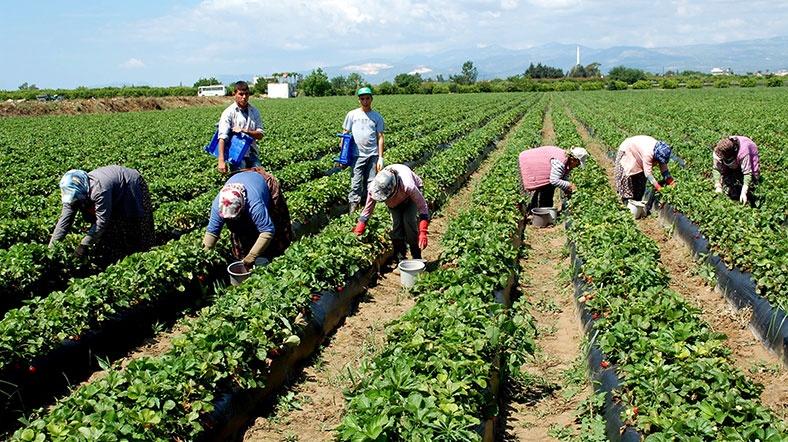 "Tarım sektörü enfeksiyon kaptı; üreticiyi kurtarmadan tüketiciyi kurtaramazsınız"