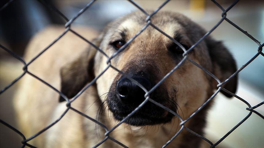 İran'da başkent Tahran'dan sonra bir şehirde daha köpek gezdirmek yasaklandı