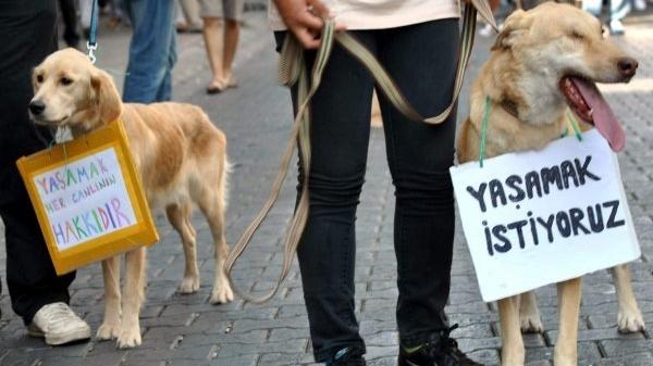 Köpeğe tecavüzde tartışma yaratan uzlaşma!