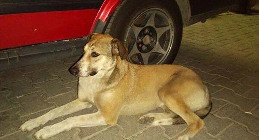 Köpeği uyandırıp kulübesini çaldılar