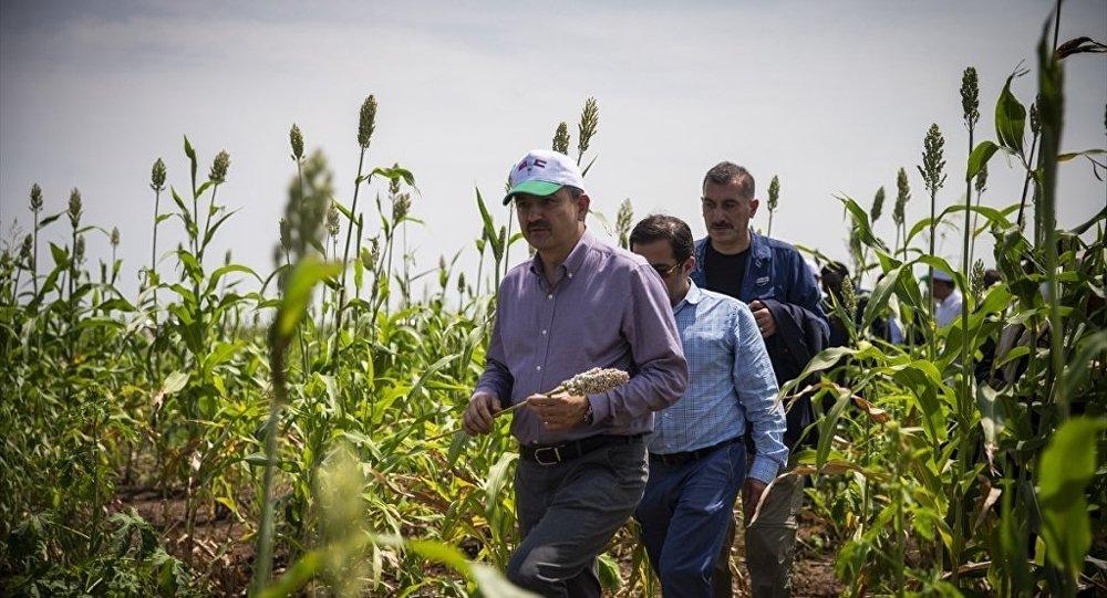 Türkiye'nin Sudan’dan 99 yıllığına kiraladığı 780 bin hektar araziye ne olacak?"