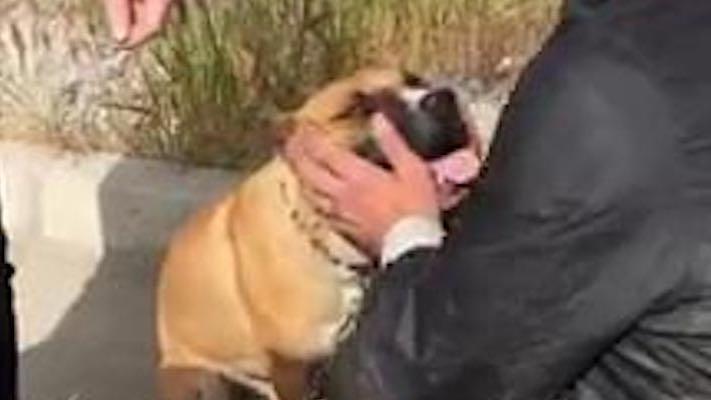 Denizli’de işkenceye uğrayan köpek sahibinden alındı