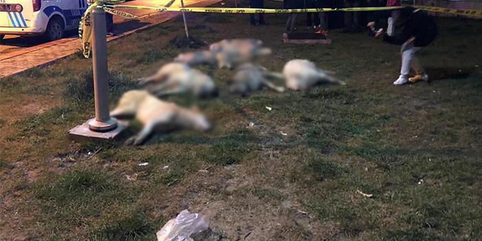 Ankara'da 16 köpeğin katledilmesinde istenen cezalar belli oldu 