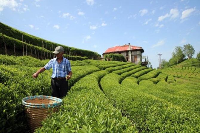 Özel sektör belirlenen taban fiyatın altından 1 yıl vade ile çay alıyor, üreticiler tepkili