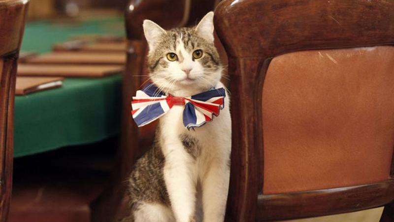 Britanya'da başbakanlık konutunun tek daimi sakini: Kedi Larry