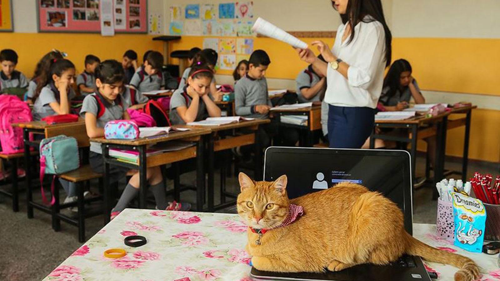 'Sınıf arkadaşları' kedi Tombi'ye veda töreni düzenledi