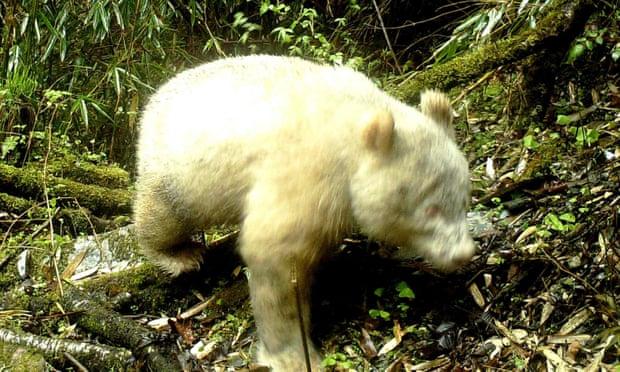 Dünyada ilk kez bir albino panda görüntülendi