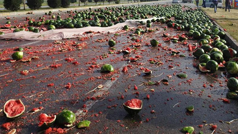 Karpuzun kilosu 10 kuruşa düştü, üretici hasat yapamadı