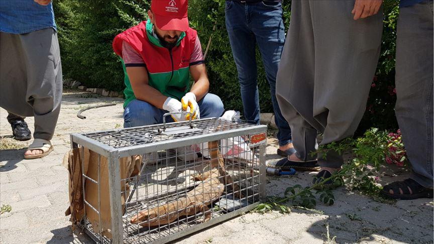 Şanlıurfa'da çöl varanı bulundu