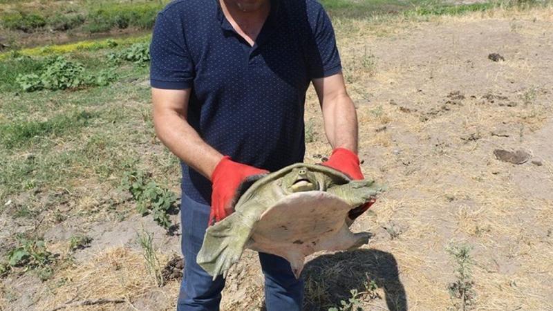 Diyarbakır'da nesli tükenmek üzere olan Fırat kaplumbağası bulundu