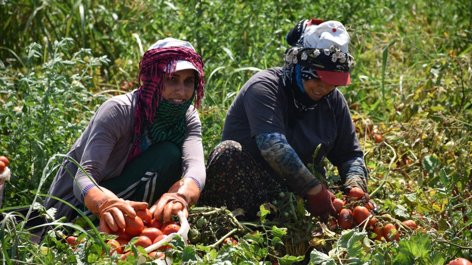 Bakan Pakdemirli: 826 kadrolu tarım işçisi alımı yapılacak