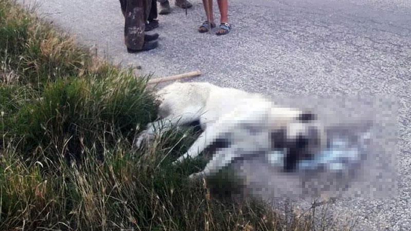 Ankara'da 9 sokak köpeği zehirlenerek öldürüldü