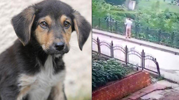 Yavru köpeği faraşa koyup dereye atan işçiye 773 lira ceza kesildi