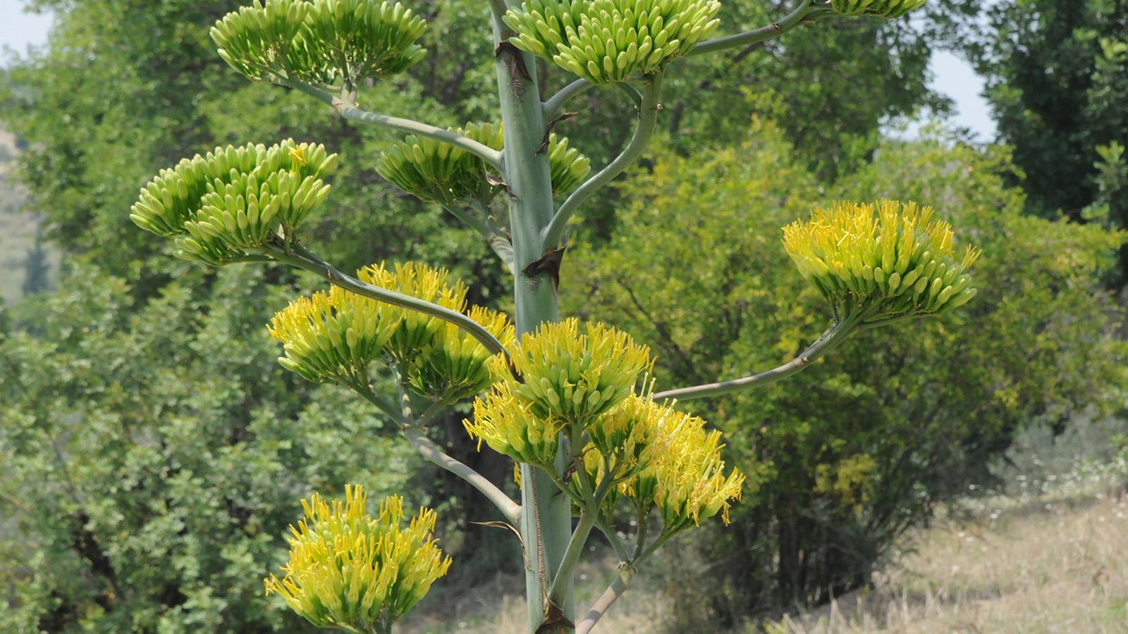 Agave kaktüsü ilk ve son kez çiçek açtı