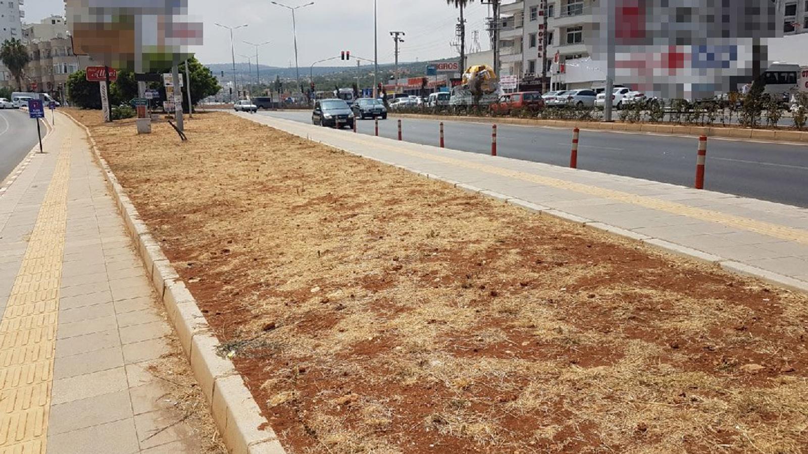 Büyükşehir Belediyesi ve Karayolları arasında polemik: Ağaçlar kurudu, bitkiler soldu