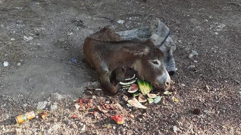 Yaralı eşeği halıya sarıp ölüme terk ettiler