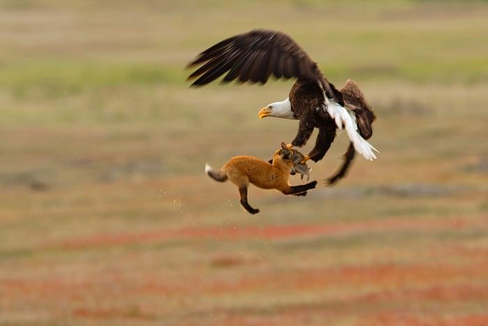 2019 Audubon Fotoğraf Yarışması kazananları: Yabani kuşlar