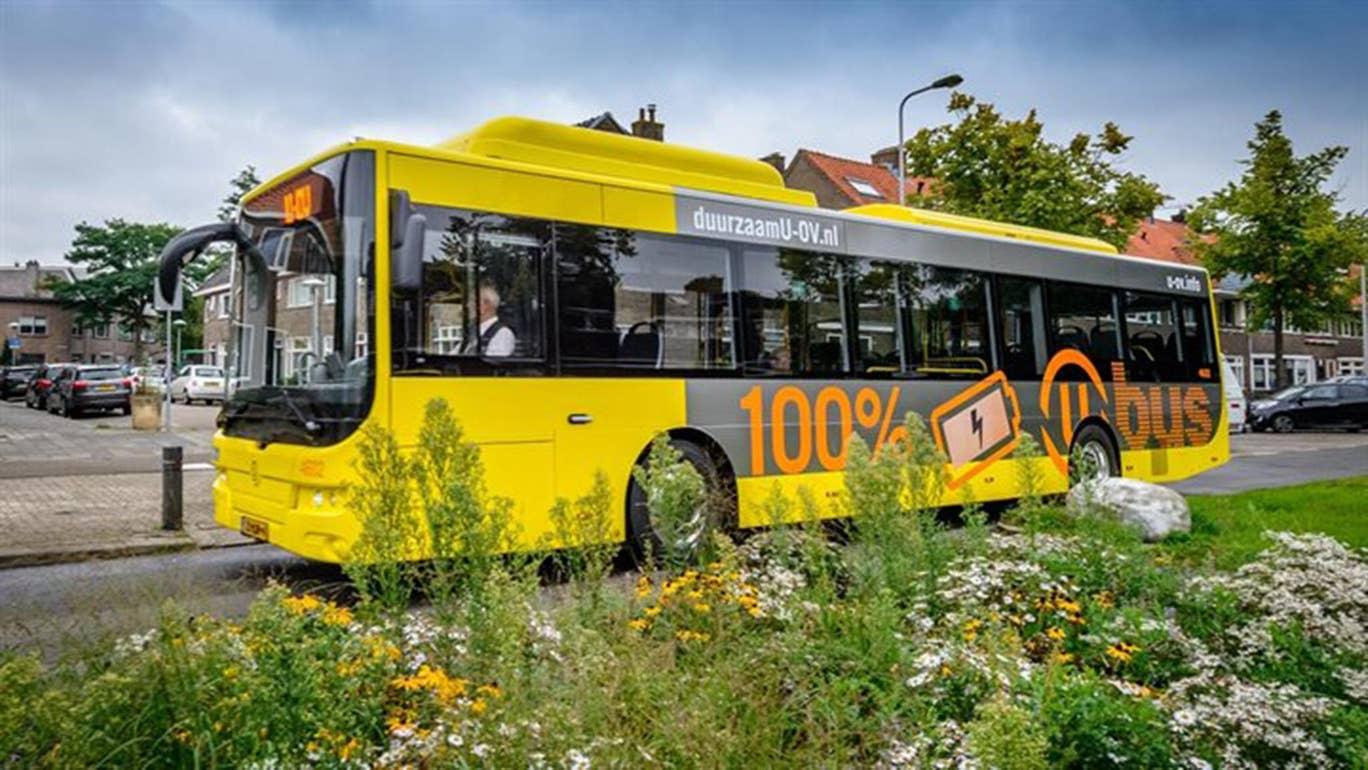 Hollanda'da otobüs durakları arılar için çiçeklendirildi 