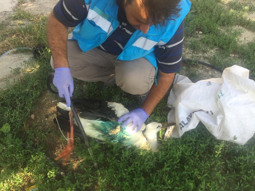 Saçma ile vurulan leylek arazide ameliyat edildi