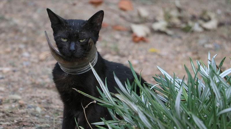 Günlerdir boynundaki kavanozla yaşayan kedi sonunda kurtarıldı 