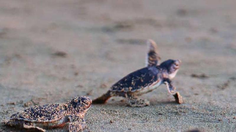 Uzmandan caretta caretta uyarısı: Yavruları denize siz taşırsanız, balıklara yem yaparsınız