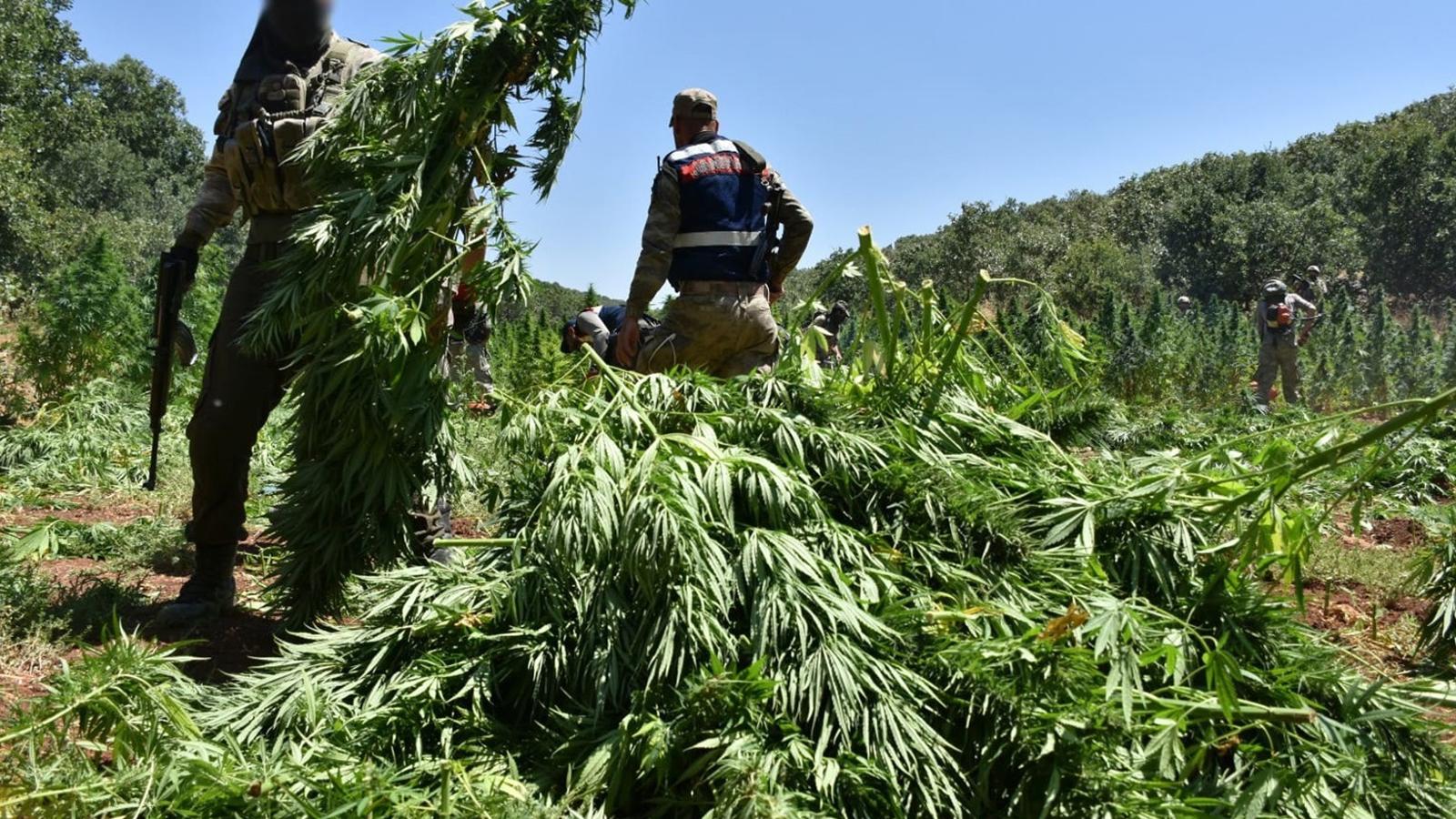 Diyarbakır'da 420 bin kök Hint keneviri ele geçirildi