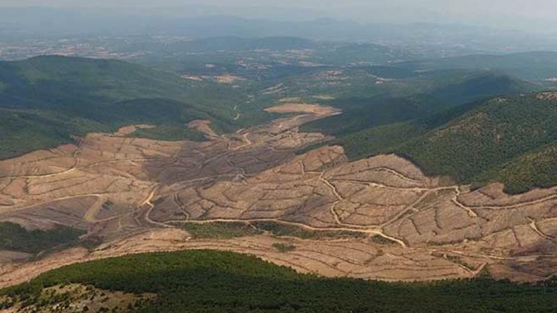 Binlerce ağacın kesildiği Kaz Dağları'nda kamu yararı araştırması yapılmamış