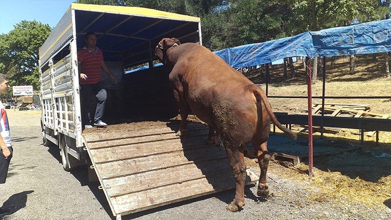 İlgi odağı olmuş, “pazarın gözdesi” denmişti; 1.5 tonluk boğa elde kaldı