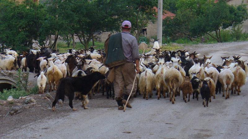 Çanakkale’de bakanlığın dağıttığı hayvanlar öldü; 32 mahalle veba nedeniyle karantinaya alındı