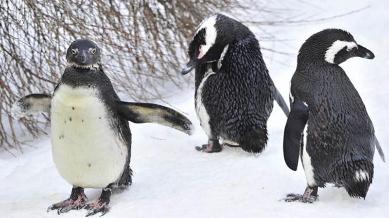 Hayvanat bahçesindeki eşcinsel penguen çift terk edilmiş yumurtayı sahiplendi