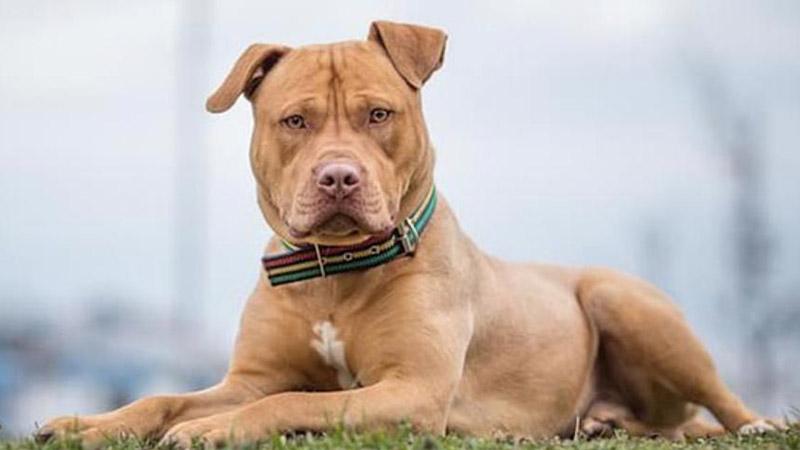 Veteriner Psikolog Tamer Dodurka: Pitbull saldırıyorsa kabahat sahibindedir