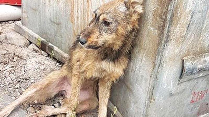 "Diyarbakır hayvan barınağında mamaları satıyorlarmış, aç kalan köpekler ölüleri yiyor"