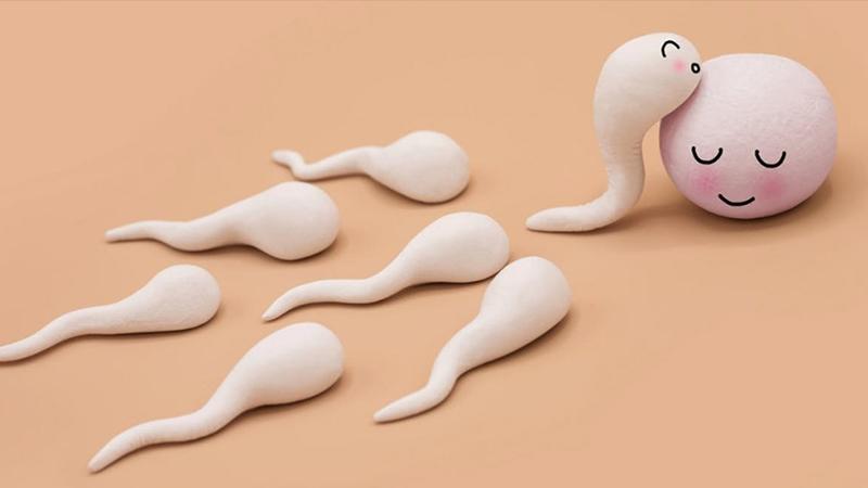 Sperm cinsiyetini belirlemenin kolay bir yolu keşfedildi