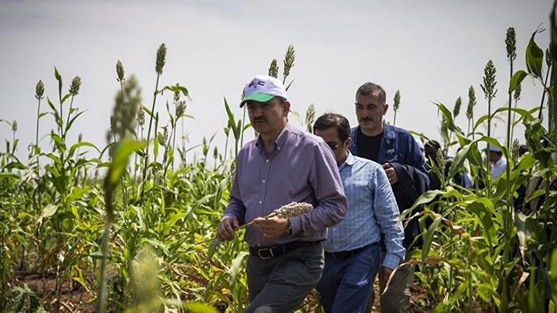 Türkiye'nin Sudan'dan tarım yapmak için kiraladığı 780 bin hektar alan 5 yıldır kullanılmıyor