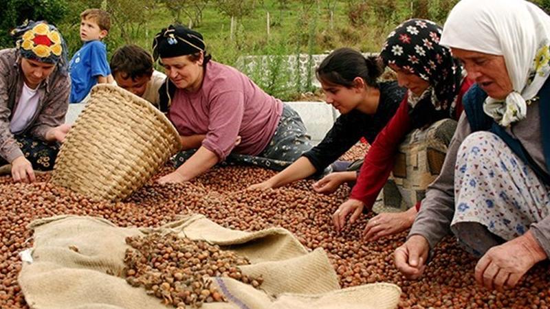 Üretici Kooperatifi Başkanı: İtalyan şirketlerin tekelleşmesini sağladılar, fındık üreticisi krize girdi