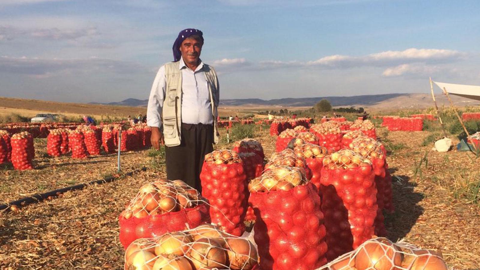 Soğan üreticisi: Devlet kendi çiftçisiyle rekabet eder konuma gelmiş durumda