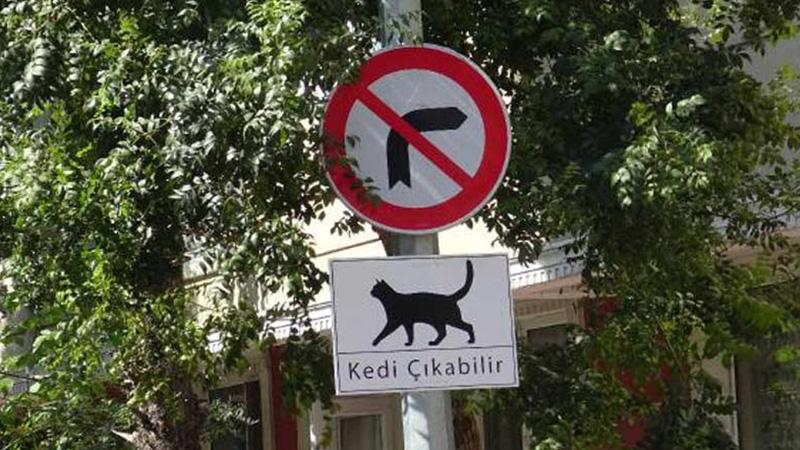 Sokaklara ‘Kedi çıkabilir’ tabelaları astılar