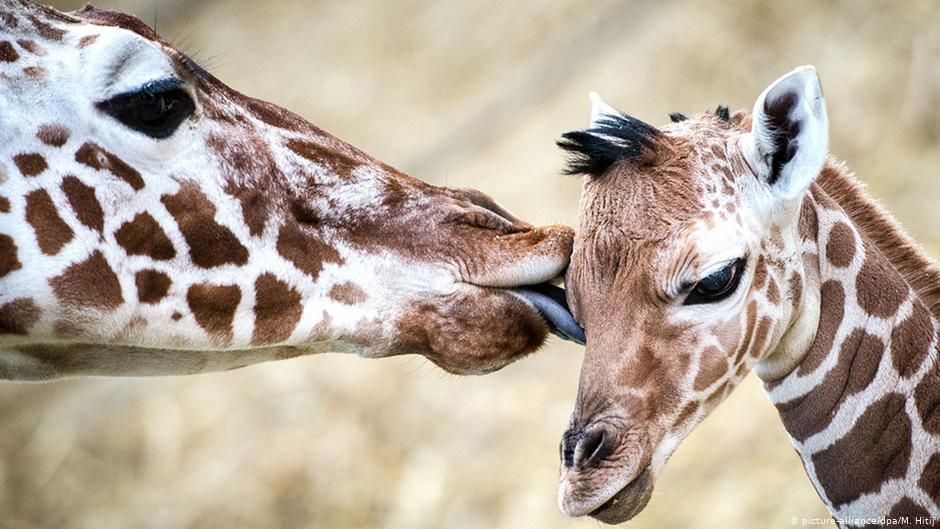 Zürafalara ve köpek balıklarına koruma geliyor