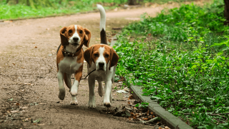 Köpeklerin yaşını hesaplamak için yeni formül