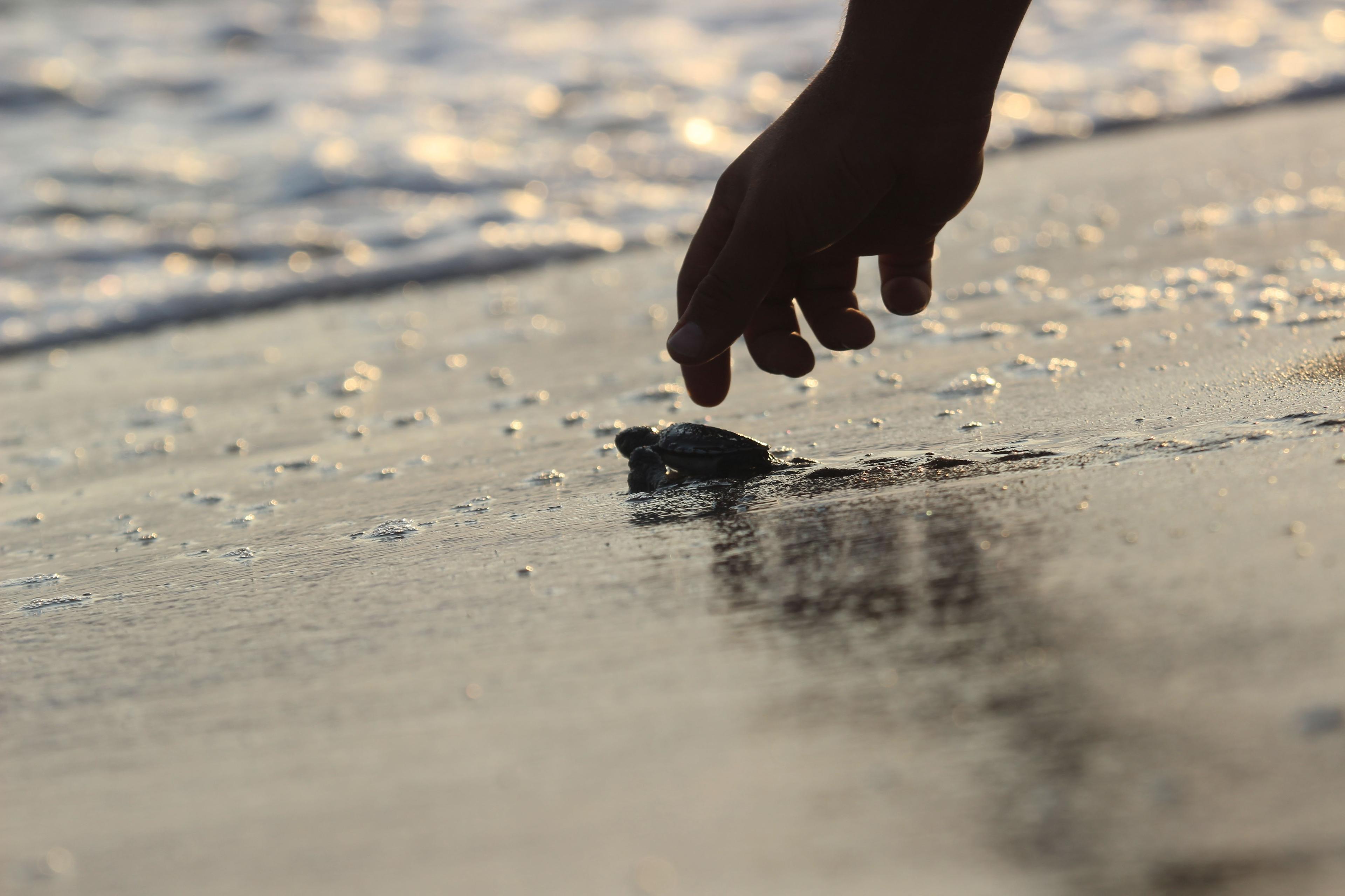 Caretta caretta yavruları denize böyle kavuştu