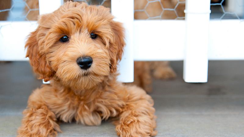 Labradoodle cinsi köpeğin yaratıcısı 'pişman olduğunu' söyledi: Frankenstein'ın canavarını serbest bıraktım