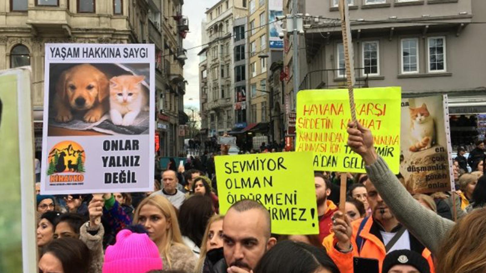 Üzerinde ızgara izleri bulundu; Bursa'da bir kedi yakılarak öldürüldü!