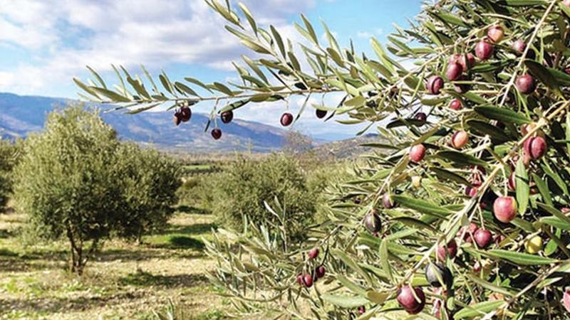 Hastalık zeytini vurdu; üretici ve ihracatçı zarara uğradı